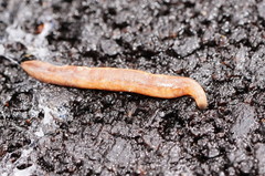 Argonemertes australiensis
