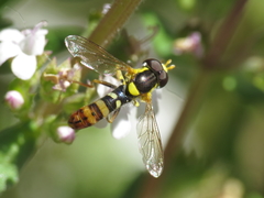 Sphaerophoria rueppellii