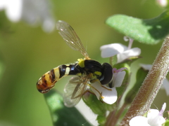 Sphaerophoria rueppellii