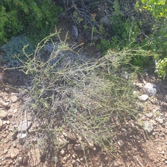 Jamesbrittenia atropurpurea