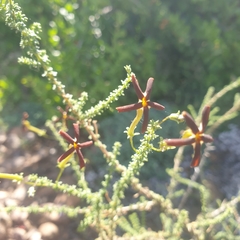 Jamesbrittenia atropurpurea