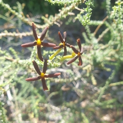 Jamesbrittenia atropurpurea