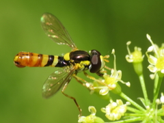 Sphaerophoria rueppellii