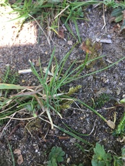 Carex hirta