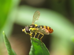 Sphaerophoria rueppellii