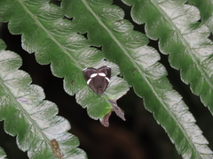 Alampla arcifraga