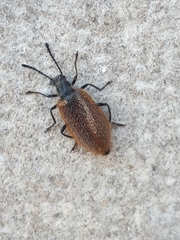 Lagria grenieri