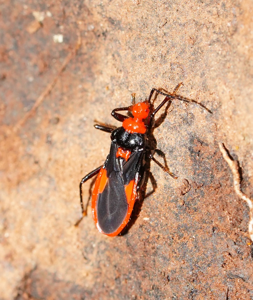 Nebriscus