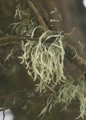 Ramalina subleptocarpha