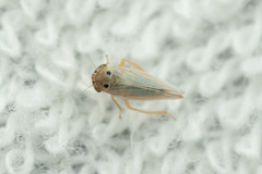 Austroagallia sinuata