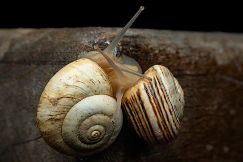 Mittelmeer-Sandschnecke