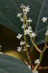 Reynoutria japonica