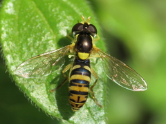 Sphaerophoria rueppellii