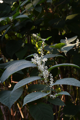 Reynoutria japonica