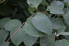 Reynoutria japonica