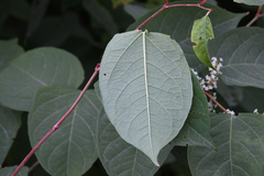 Reynoutria japonica