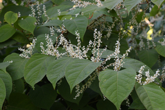 Reynoutria japonica