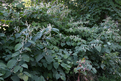 Reynoutria japonica