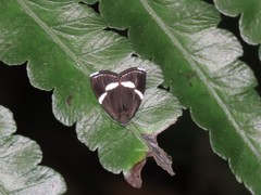 Alampla arcifraga