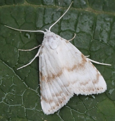 Meganola albula