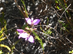Polygala recognita
