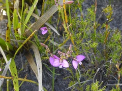 Polygala recognita