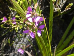 Polygala recognita