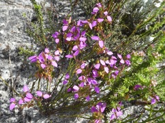 Polygala recognita