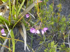 Polygala recognita