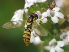 Sphaerophoria rueppellii