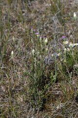Vittadinia cuneata