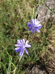Cichorium intybus