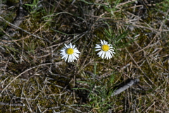 Brachyscome dentata