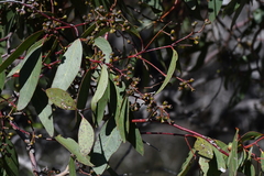 Eucalyptus largiflorens