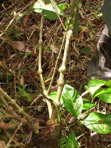 Banisteriopsis caapi