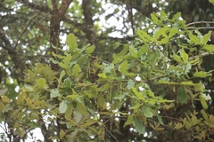 Quercus floribunda
