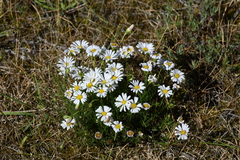 Minuria leptophylla