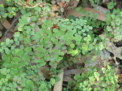 Adiantum aethiopicum