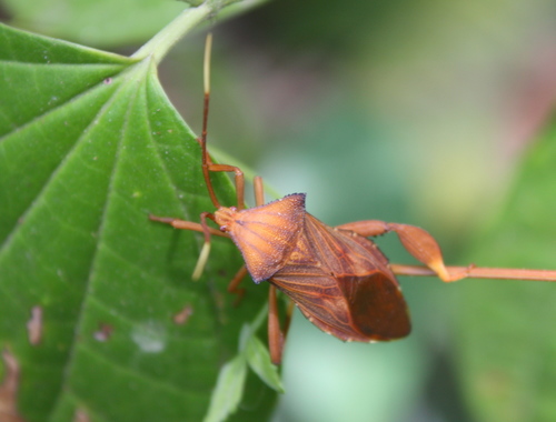 Genus Melucha · iNaturalist