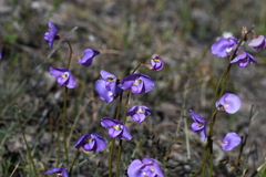 Swainsona procumbens