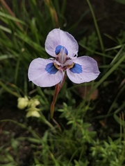 Moraea villosa