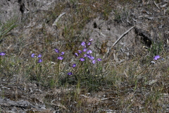 Swainsona procumbens
