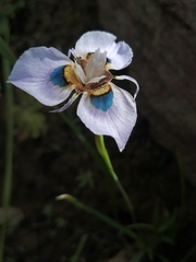 Moraea villosa