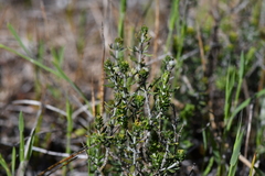 Teucrium albicaule