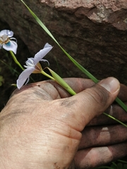 Moraea villosa