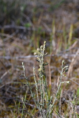 Teucrium racemosum
