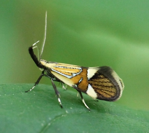 Common Tubic