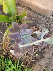Graptoveria