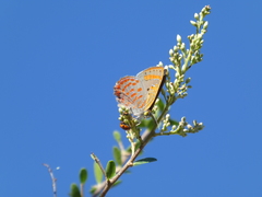 Hypochrysops ignitus