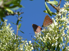 Hypochrysops ignitus